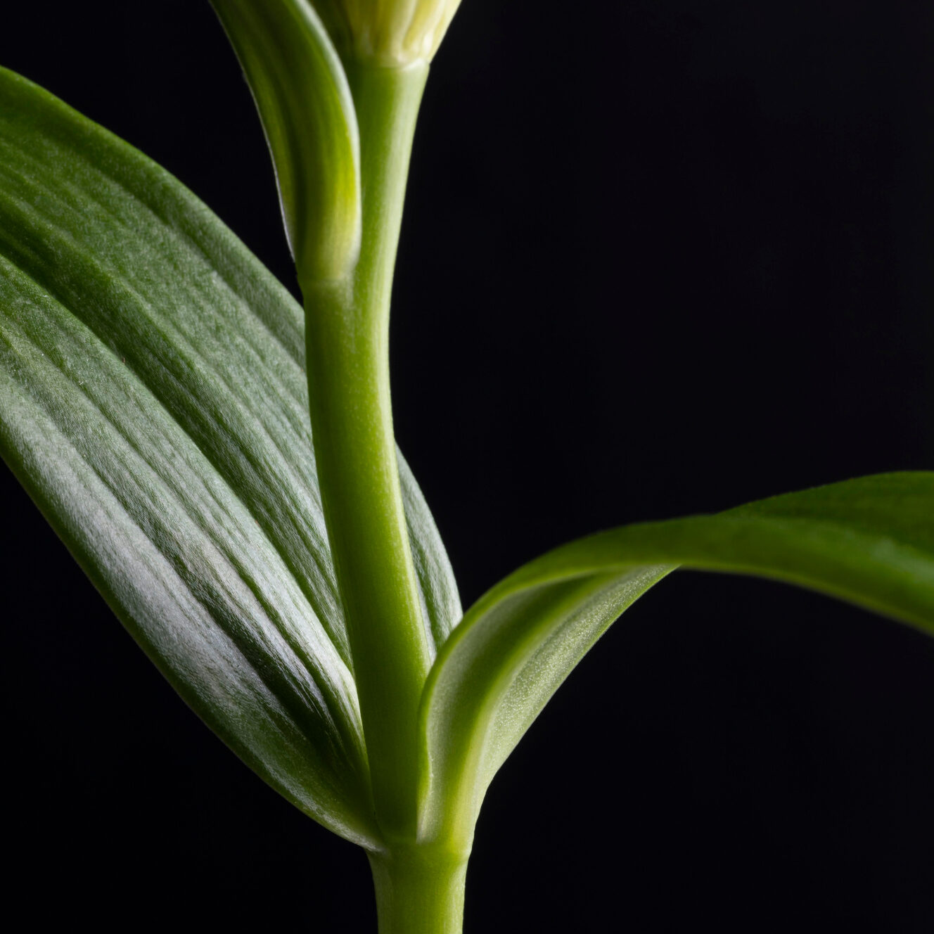 Plantovate brand identity — Agritech design by var.studio (3)